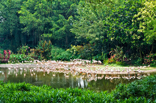 Jurong Bird Park is an aviary and tourist attraction in Jurong, Singapore. The bird park, managed by Wildlife Reserves Singapore, covers an area of 0.2 square kilometres on the western slope of Jurong Hill, the highest point in the Jurong region.