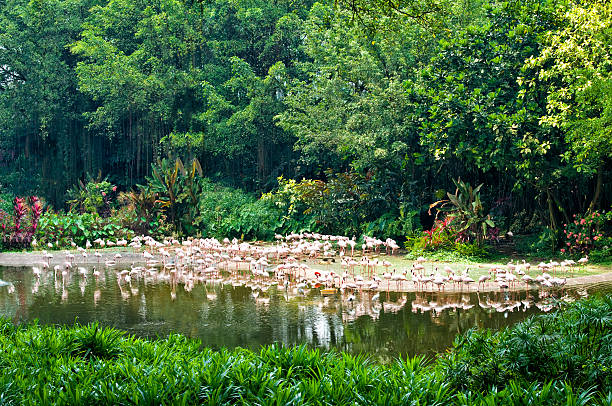 Jurong Bird Park, Singapore Jurong Bird Park is an aviary and tourist attraction in Jurong, Singapore. The bird park, managed by Wildlife Reserves Singapore, covers an area of 0.2 square kilometres on the western slope of Jurong Hill, the highest point in the Jurong region. lory photos stock pictures, royalty-free photos & images