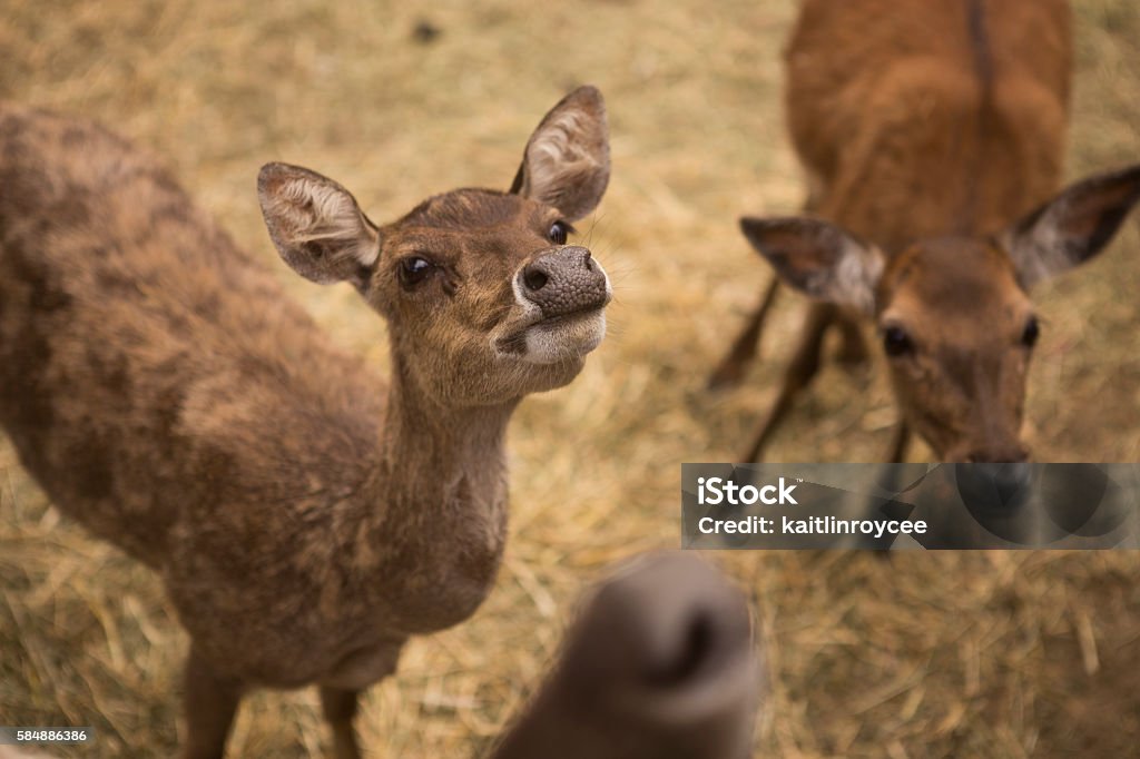 Baby Deer Deer looking at camera Agriculture Stock Photo