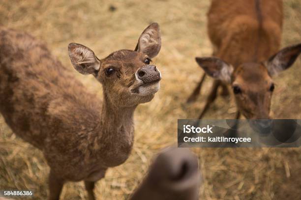 Baby Deer Stock Photo - Download Image Now - Agriculture, Animal, Animal Wildlife