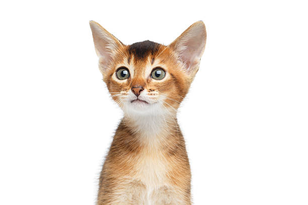 istock Close-up Abyssinian Kitty Curious Looks, Isolated White Background 584887070