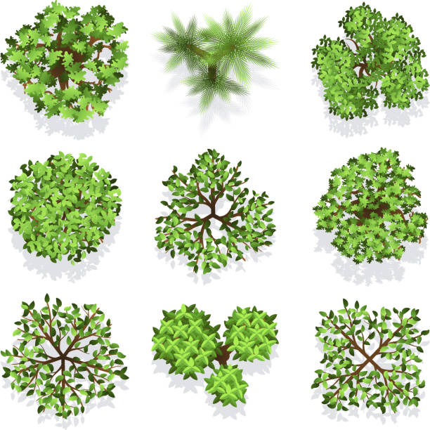 bäume top-view-vektor-set für landschaftsgestaltung und karte - vector leaf tree plant stock-grafiken, -clipart, -cartoons und -symbole