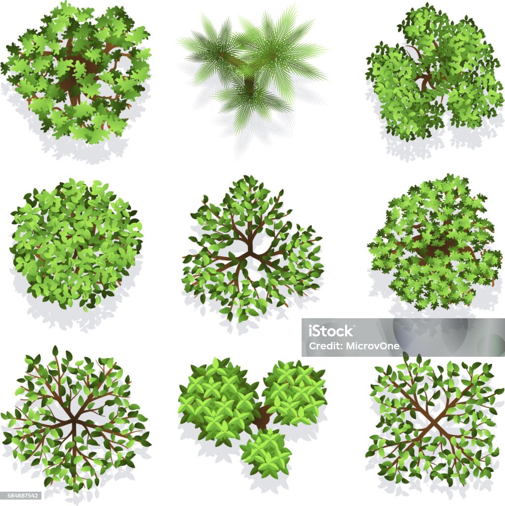 Top View Tree Line Vector Trees Top View Vector Set For Landscape Design And Map-vektorgrafik och ...