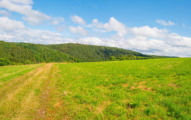 istock Hills of the Eifel National Park in summer 584888256