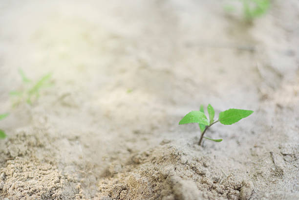 istock little weed plant growing in desolate area 584888368