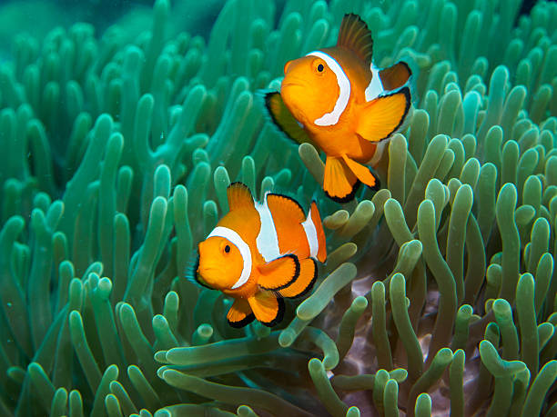 istock anemone fish at underwater, philippines 584888518