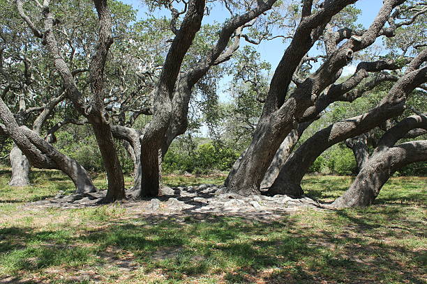 istock Cluster of Live Oak trees. 584889082