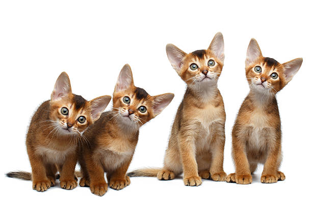 istock Four Little Abyssinian Kitten Sitting on Isolated White Background 584889968