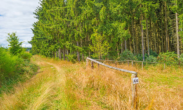 Hills of the Eifel National Park in summer