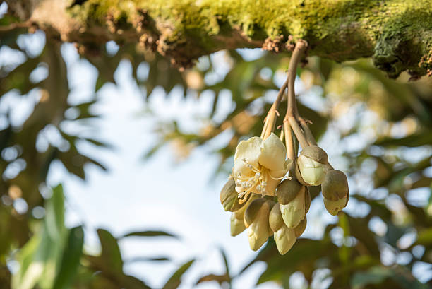 Bunch of durian flower on tree