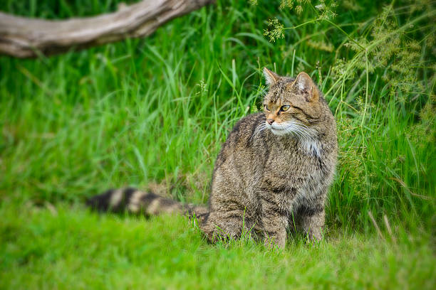 istock Beautiful Scottish Wildcat posturing on tree in Summer sunlight 584890314