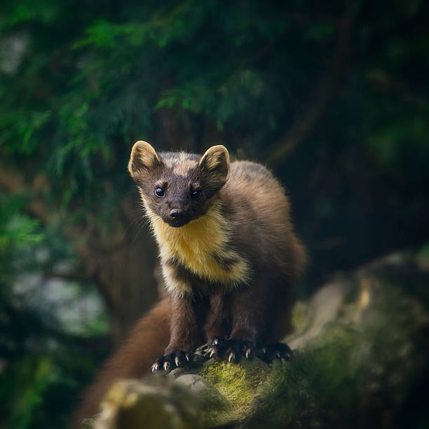 istock Stunning pine martin martes martes on branch in tree 584890346