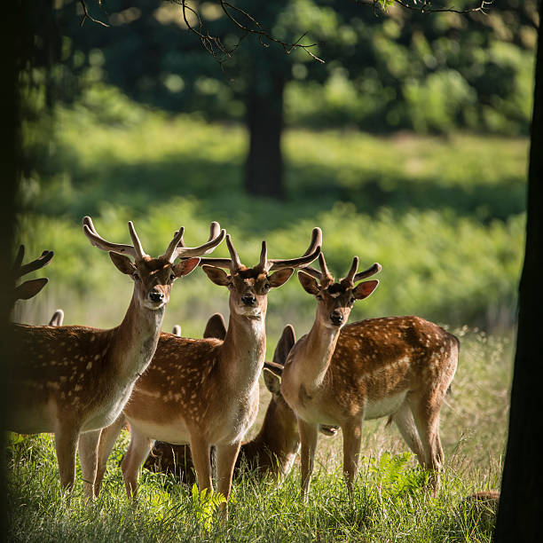 istock Group of young Fallow Deer dama dama stags in countryside 584890984