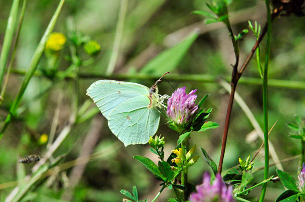 istock Brimstone butterfly. Gonepteryx rhamni butterfly. 584891232