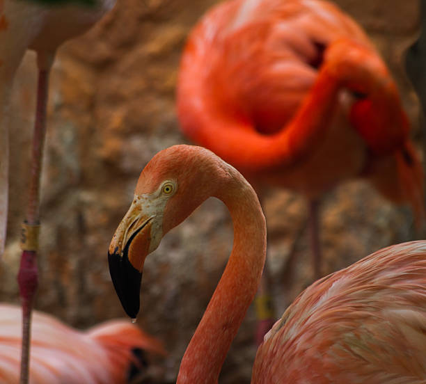 istock Florida Flamingo 584891480
