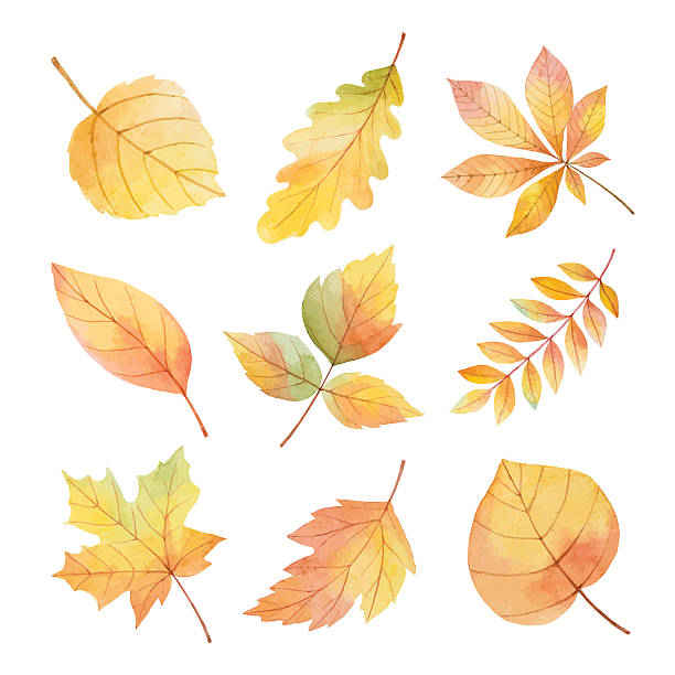 aquarell-set herbstblätter auf weißem hintergrund. - chestnut autumn september leaf stock-grafiken, -clipart, -cartoons und -symbole