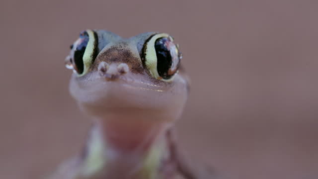 4K web footed/Palmato gecko licking moisture from its eyes