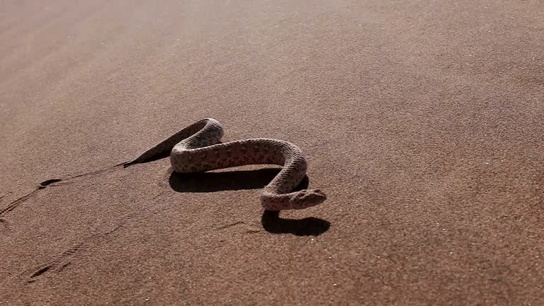 Slow motion shot of sidewinder/Peringuey's adder moving across the sand dune