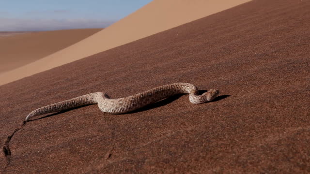 Slow motion shot of sidewinder/Peringuey's adder moving across the sand dune