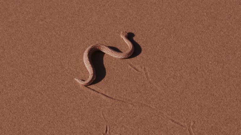 4K shot of sidewinder/Peringuey's adder moving across the sand dune