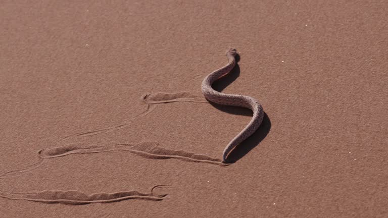 4K shot of sidewinder/Peringuey's adder moving across the sand dune