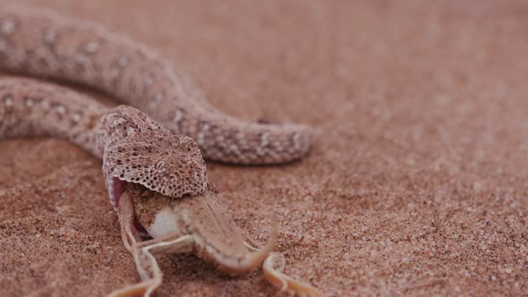 4K shot of sidewinder/Peringuey's adder eating a shovel snouted lizard