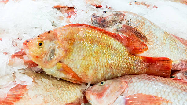 istock Red tilapia fish on shelf for sell in supermarket 585046964