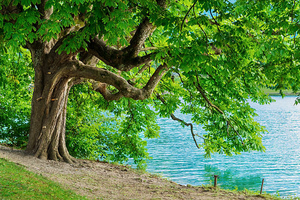 istock Horse chestnut tree on shore of Lake Bled 585047306