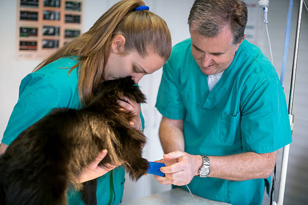 istock Vet and technician preparing dog for medical procedure 585047882