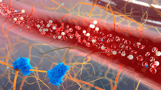 inside the blood vessel . inside the blood vessel, white blood cells inside the blood vessel, High quality 3d render of blood cells, Red and white blood cells in artery human blood stock pictures, royalty-free photos & images