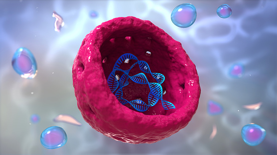 Núcleo, Nucleolo, célula del cuerpo humano. photo