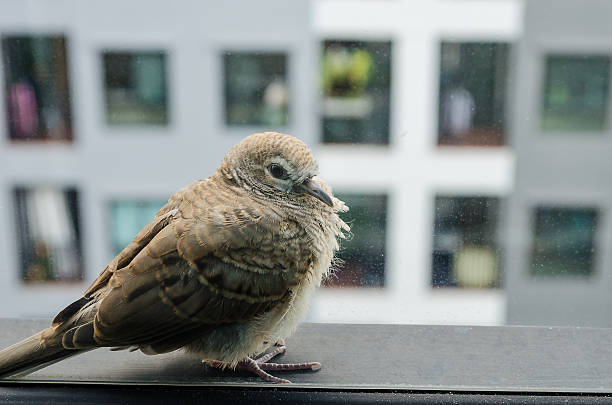 istock Bird beside the window on morning time 585048054