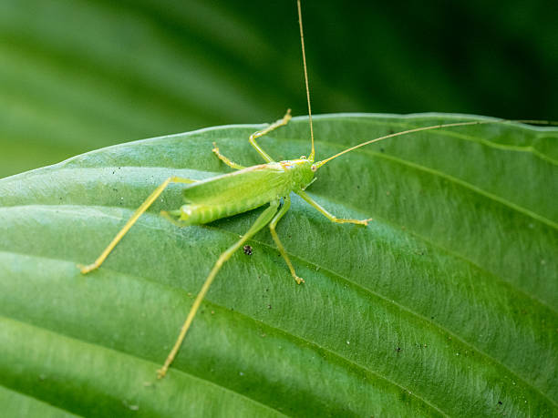 Long Legged Green Bug on a Green Hosta Leaf stock photo