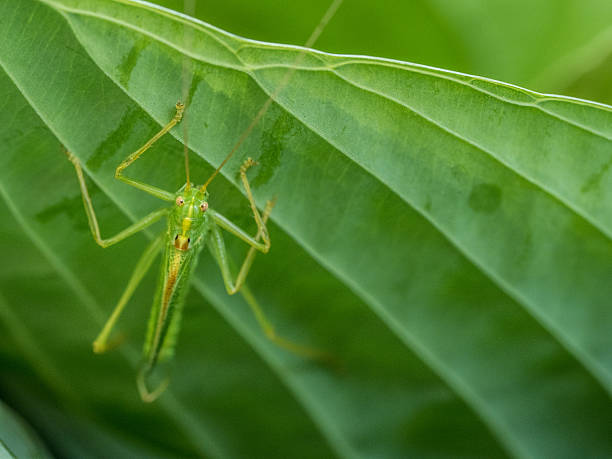 Long Legged Green Bug on a Green Hosta Leaf stock photo