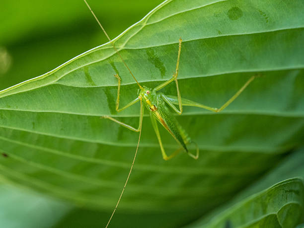 Long Legged Green Bug on a Green Hosta Leaf stock photo