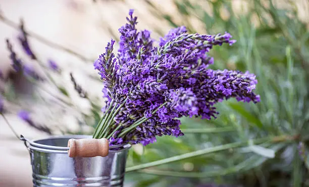 Photo of Fresh lavender flowers