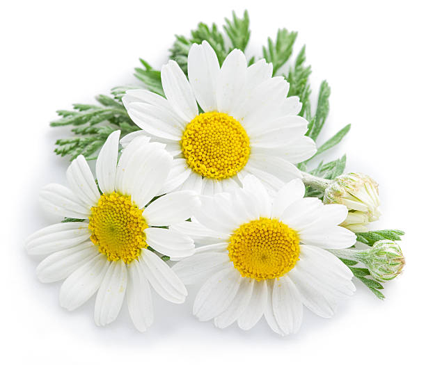 istock Chamomile or camomile flowers. 585048458