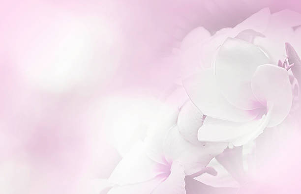 istock Invitation card with Plumeria. 585048958