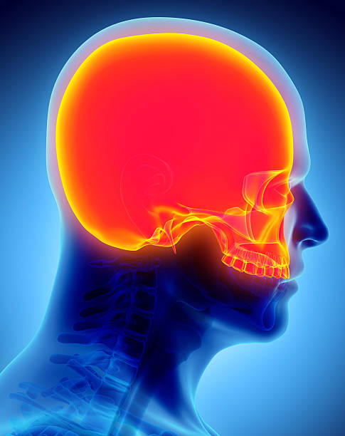 istock 3D illustration of Cranium, medical concept. 585049698