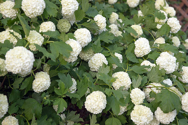 istock Viburnum Roseum bloomed beautiful white flowers 585051356