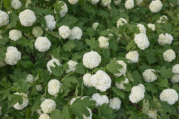 istock Viburnum Roseum bloomed beautiful white flowers 585051462