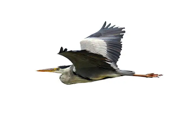 grey heron in flight isolated over white background ( Ardea cinerea )