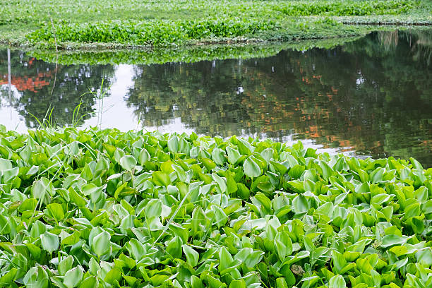 water hyacinth many green in river marsh creek - water hyacinth water plant pond nobody imagens e fotografias de stock