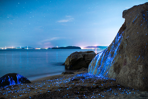 Bioluminescent sea fireflies glittering like diamonds on the rocks and sand. Okayama, Japan. July 2016