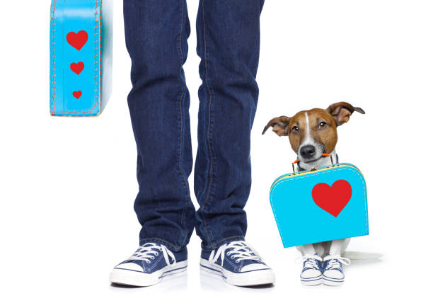 dog and owner on holiday vacation dog and owner with bag and luggage ready for a holiday vacation together , isolated on white background man walking a pug dog stock pictures, royalty-free photos & images