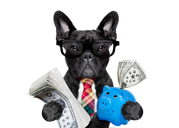 dog money and piggy bank boss accountant rich french bulldog saving dollars and money with piggy bank or moneybox , with glasses and tie , isolated on white background bulldog photos stock pictures, royalty-free photos & images