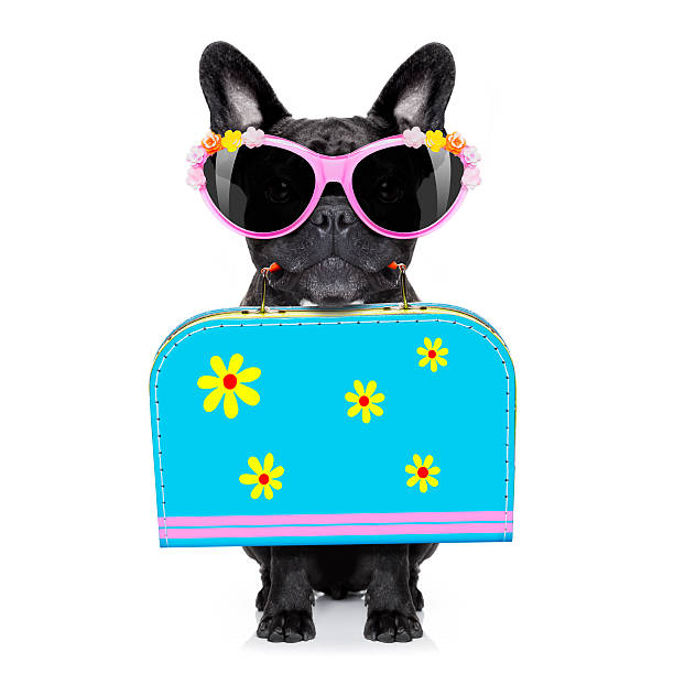 istock dog on summer  holiday vacation 585054872