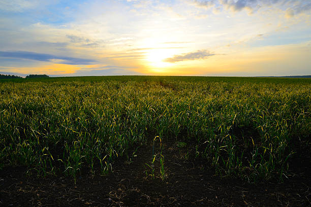 istock oat field at sunrise 585056552
