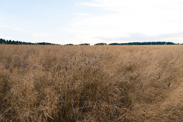istock wheat field on a sunny day 585057848