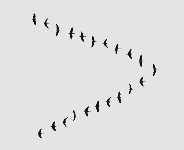 flock of birds